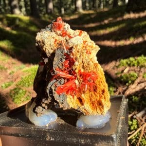 Crocoiet cluster uit Tasmanië - 2