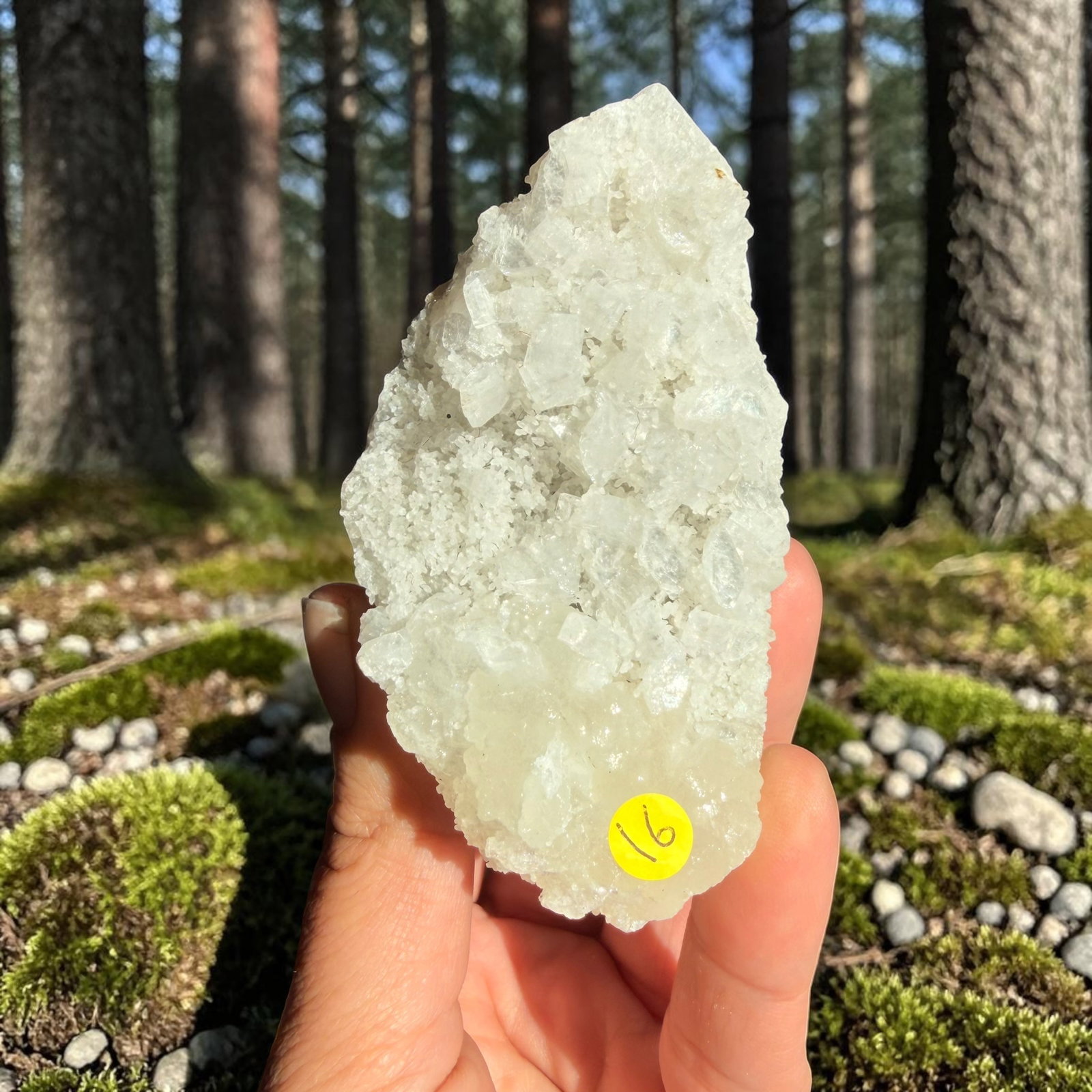 Apofyliet cluster - 16