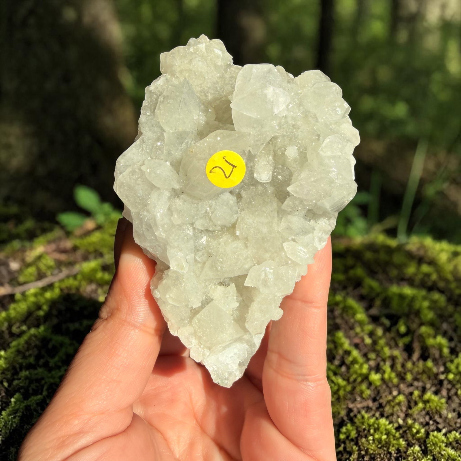 Apofyliet cluster - 21