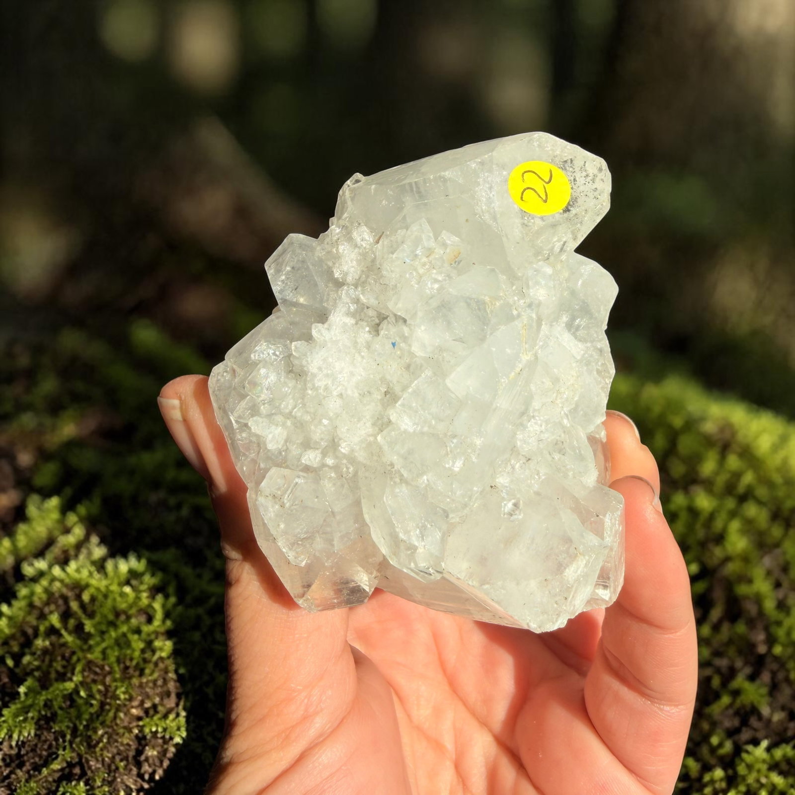 Apofyliet cluster - 22
