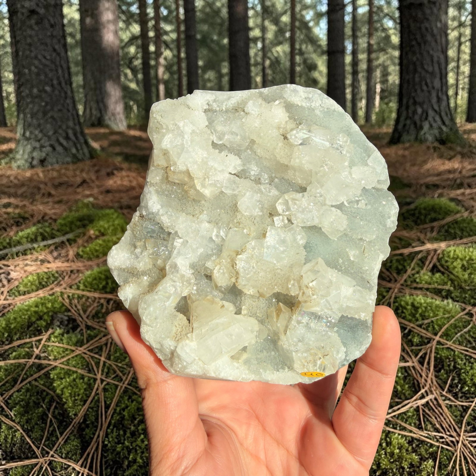 Apofyliet cluster - 40